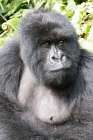 Africa, Rwanda, Musanze District, Volcanoes National Park, Ruhengeri, Kinigi. Mountain gorilla. Art Print